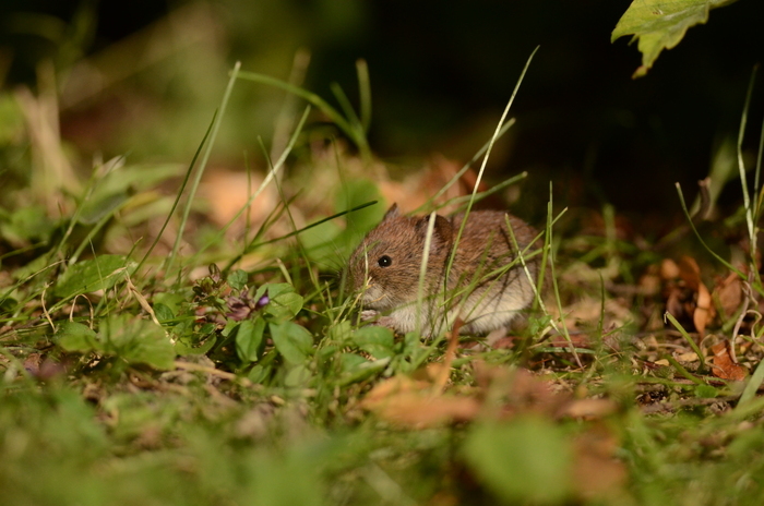 Balade naturaliste : le museau des beaux-arts