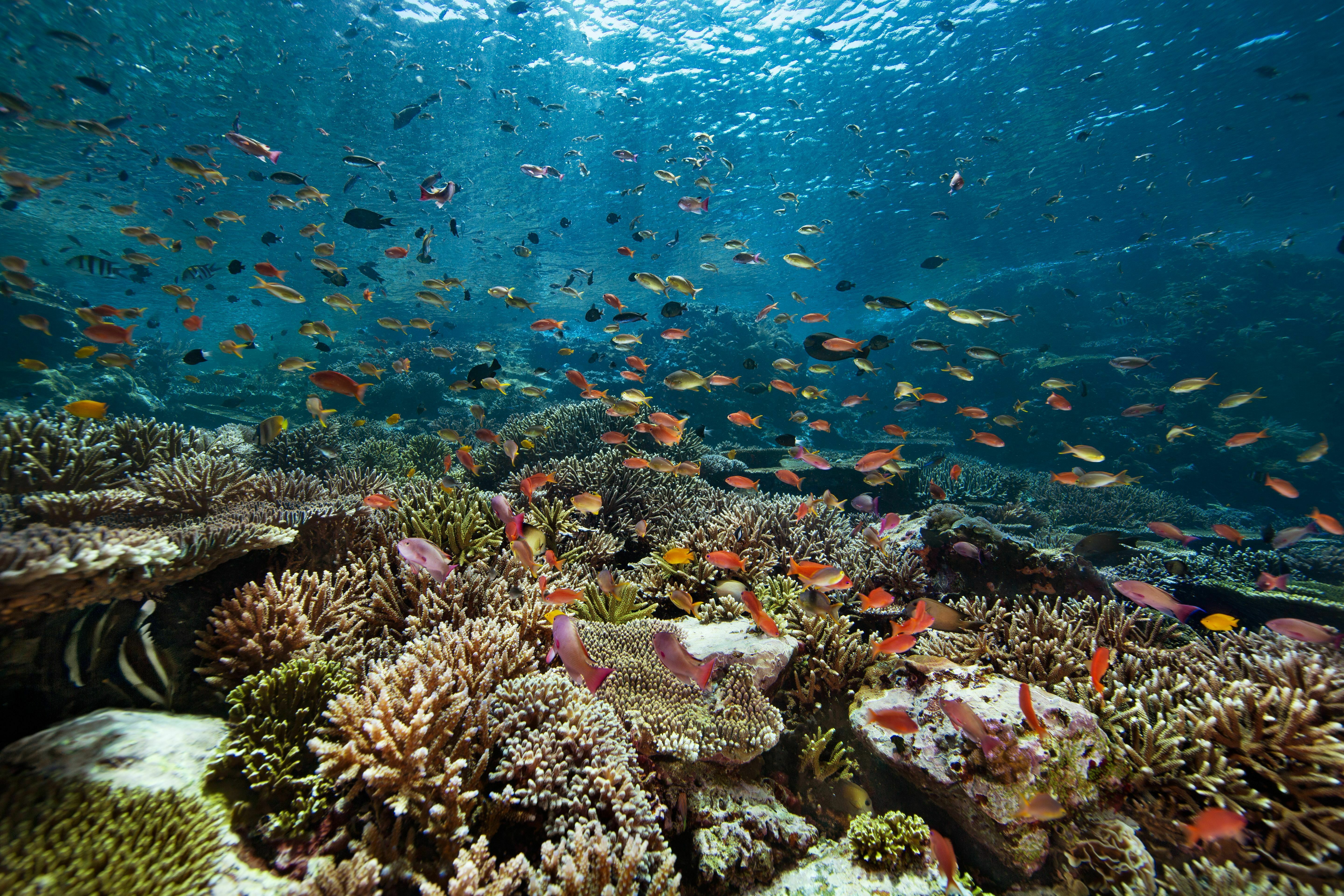Corail Renaissance
