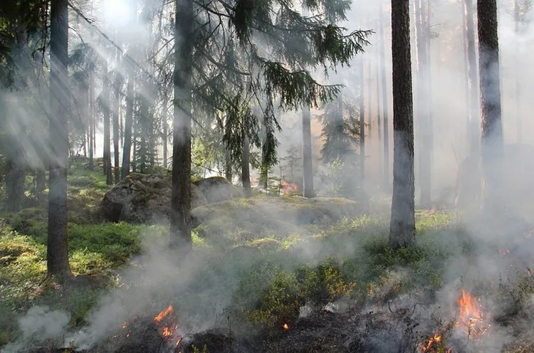 L'incendie qui cache la forêt