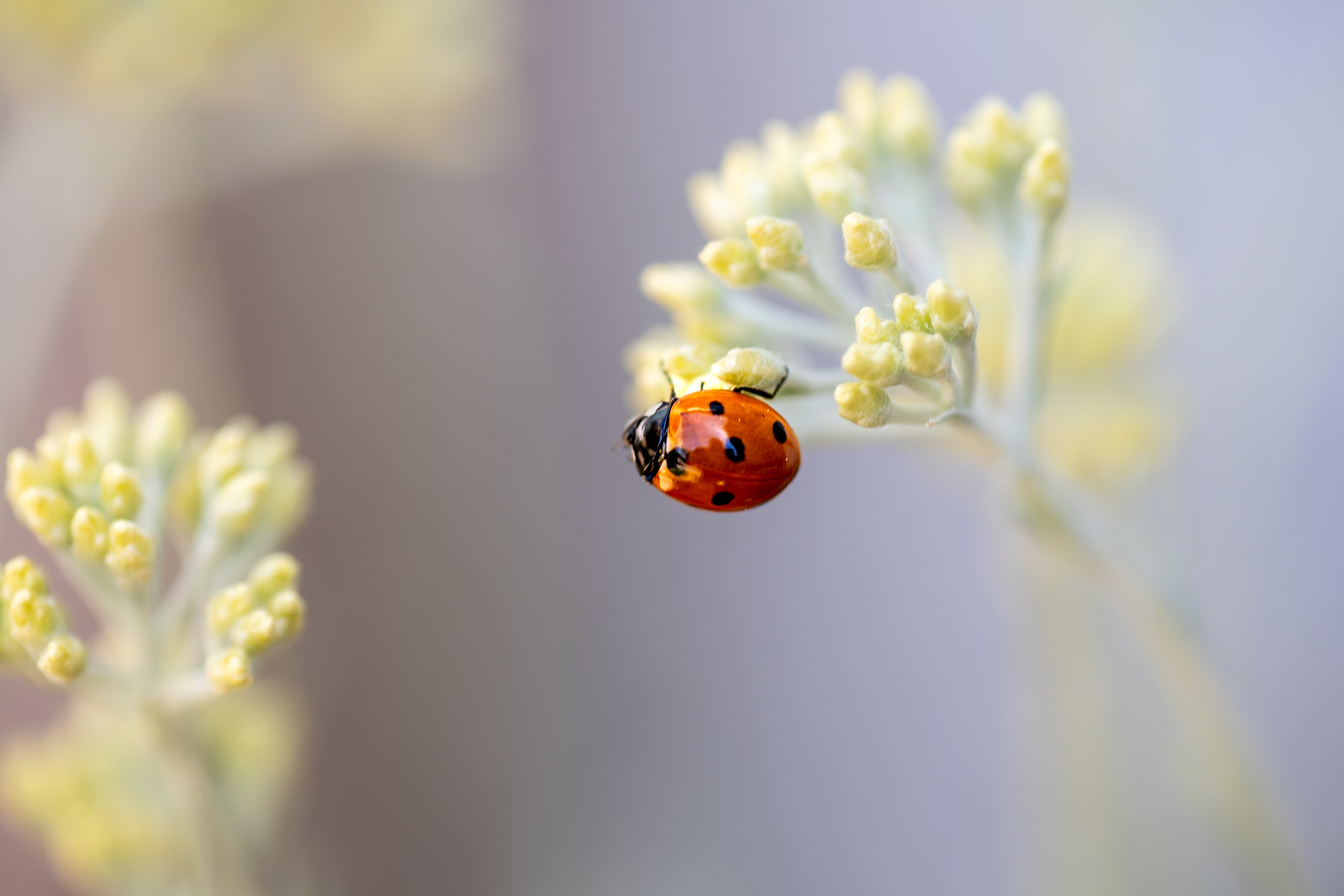 Exposition photographique "La vision de la fleur de près"