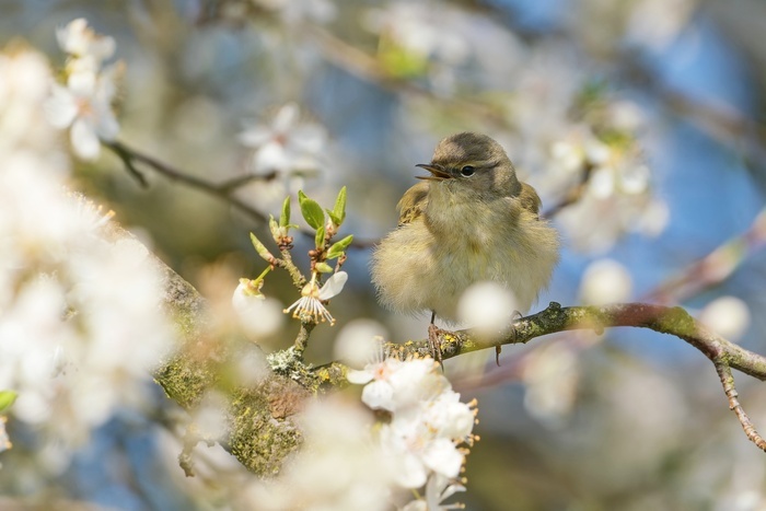 L'aube des oiseaux : entendre et observer le vivant au lever du jour
