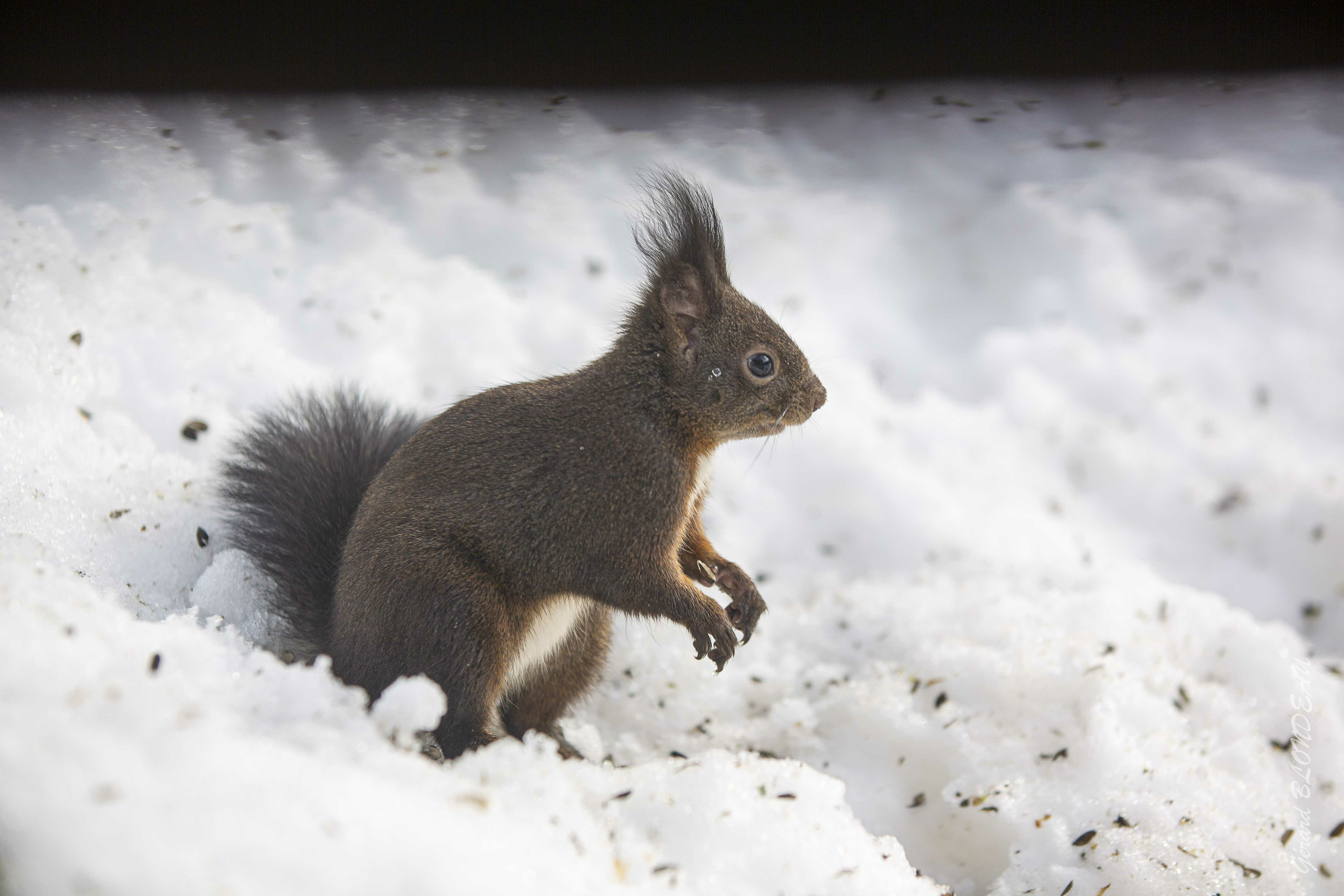La nature se prépare à l’hiver