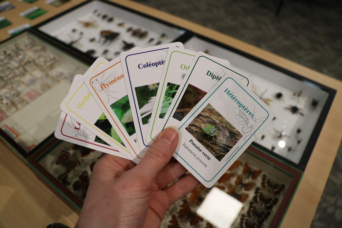 Hellemmes / Le jeu de 7 familles des insectes