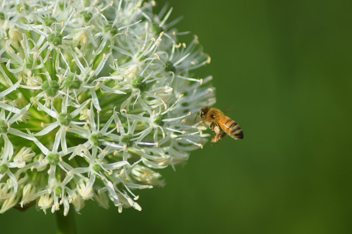 Jardin des Herbes folles,