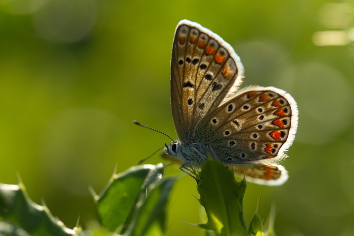 Balade naturaliste : papillons de lumière