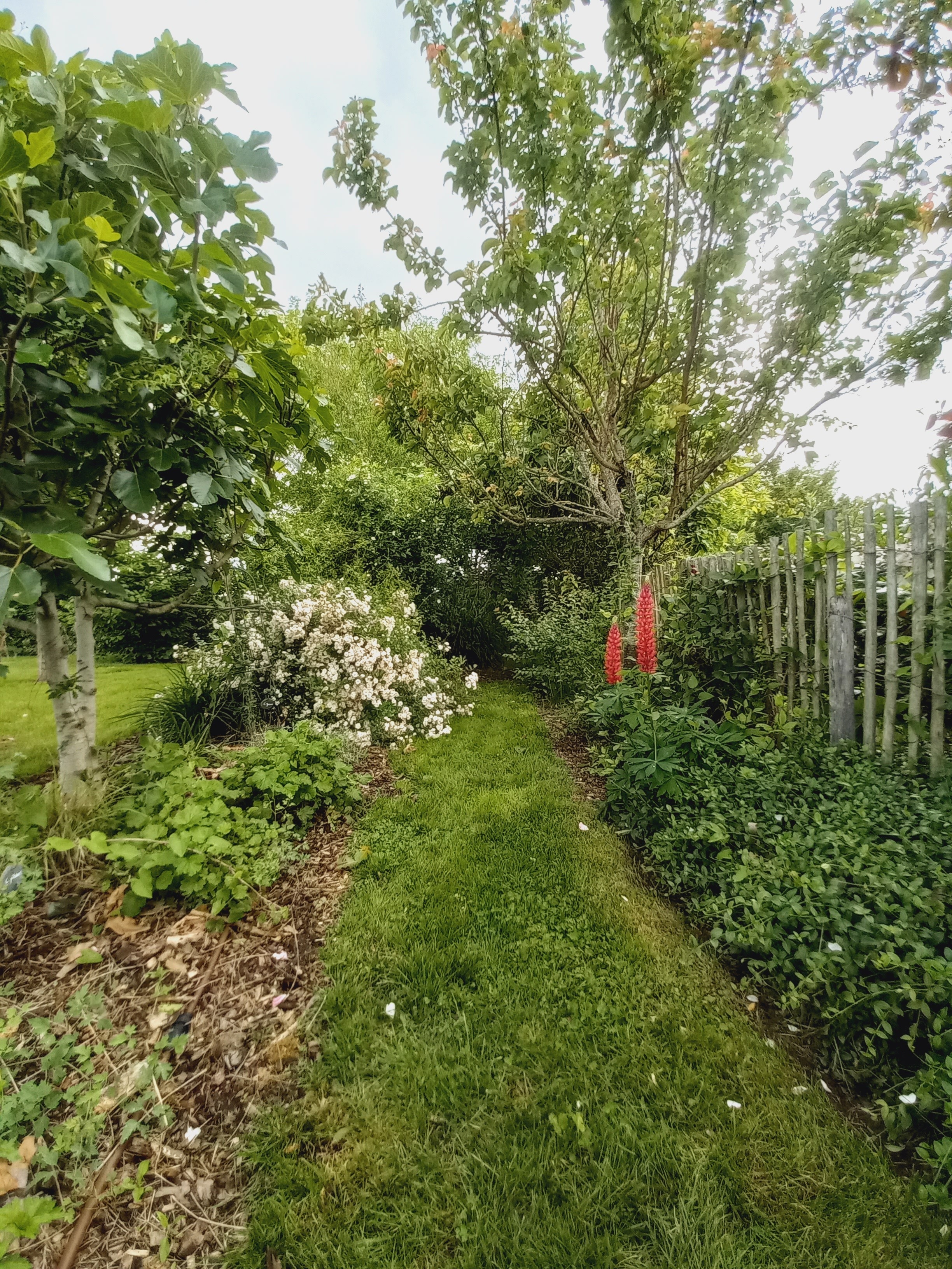 Visite libre de notre jardin privé : collection nationale de Clématites