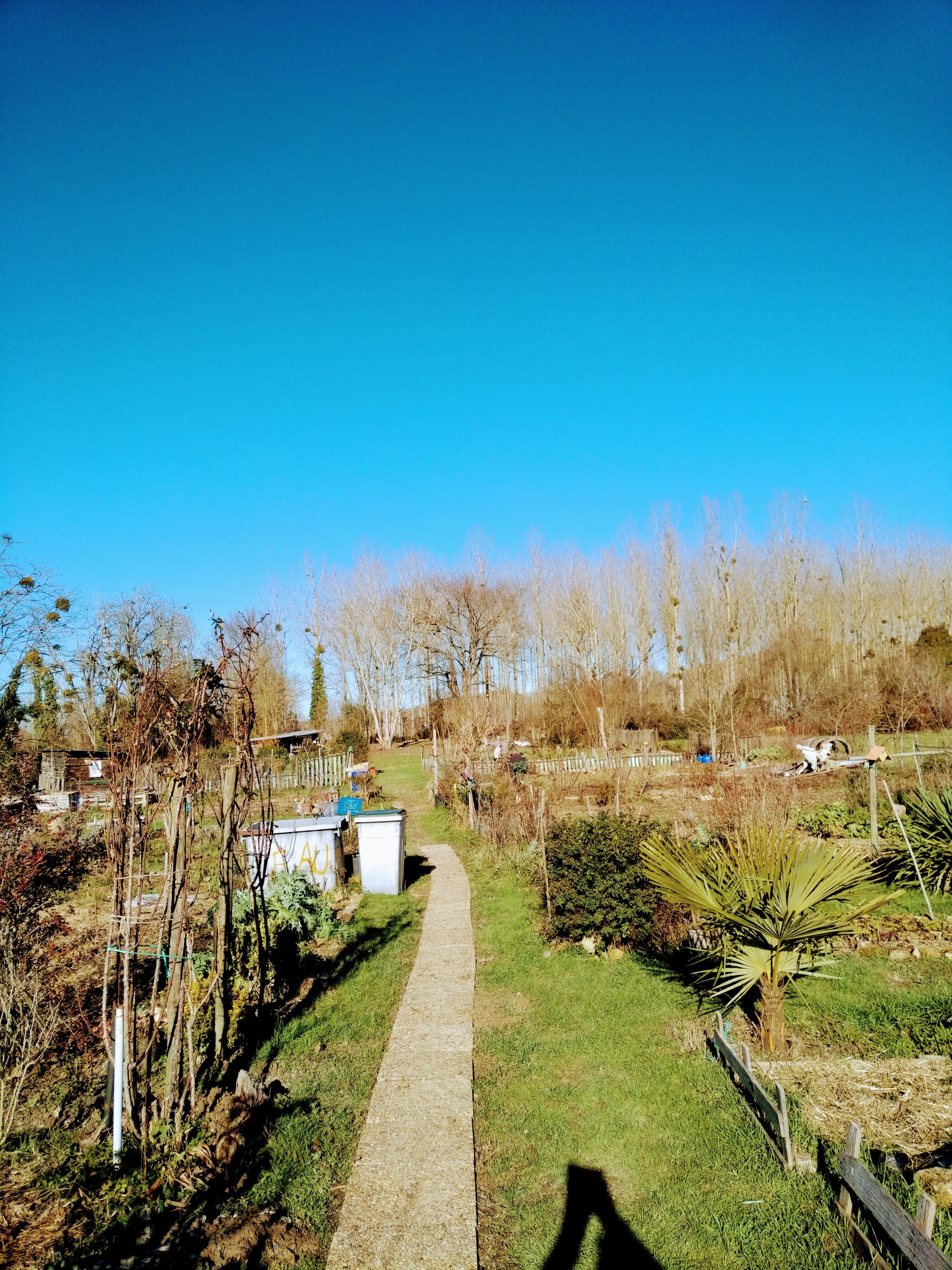 Visite du jardin partagé Collembole