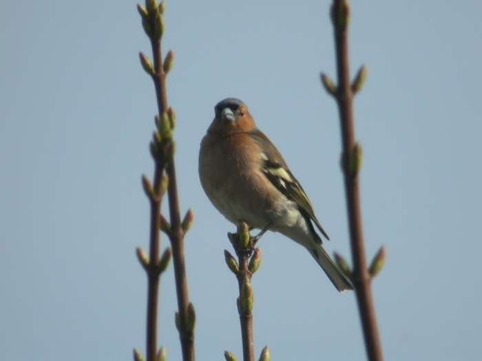 Naturalist walk: "Who will be the new star?"