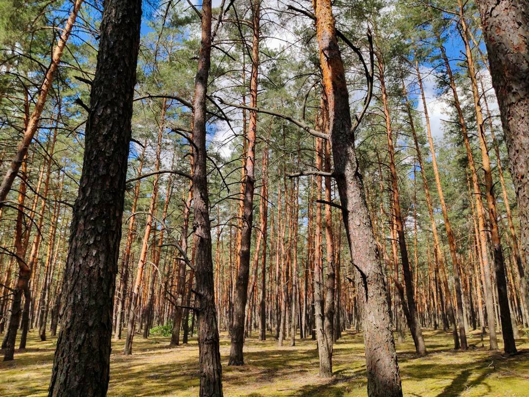 Après midi jeux et spectacle dans les arbres