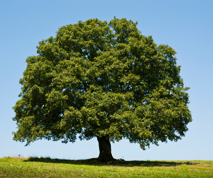 The oak, a world unto itself