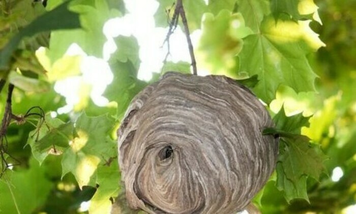 Le frelon asiatique, qui est ce nouvel arrivant ?