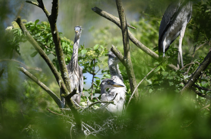 Balade naturaliste : les ailes du crépuscule
