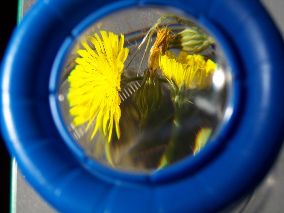 Rendez-Vous aux Jardins au Colibri Valence - Découverte de la Nature en Ville !