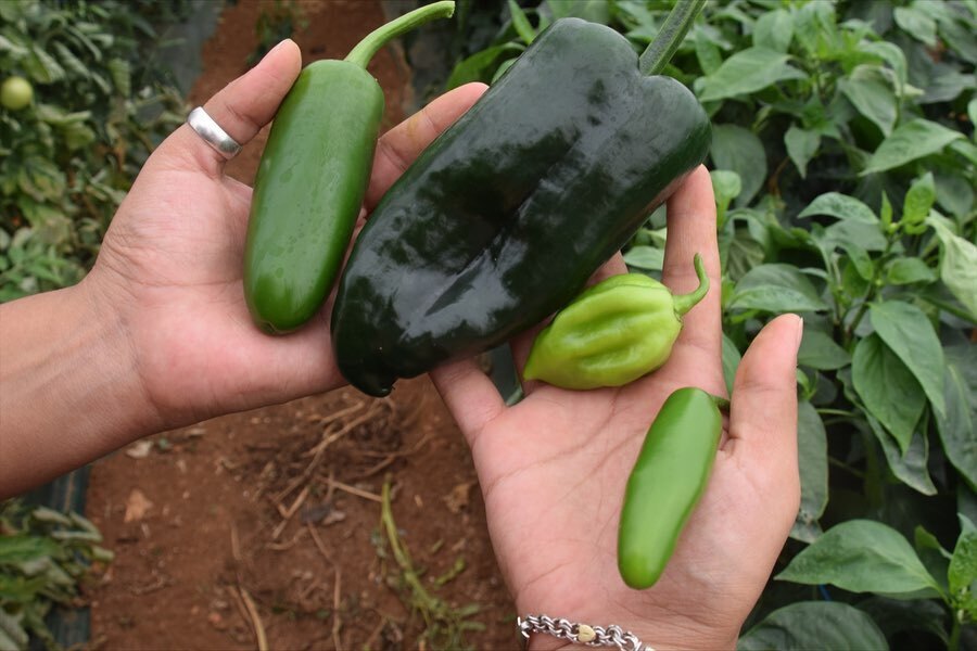 « À toutes les sauces, voyagez au cœur des saveurs mexicaines »