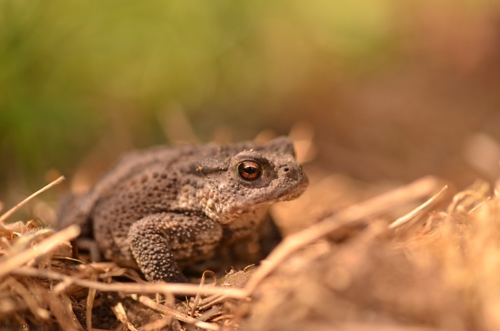 Naturalistic walk: Anoures in the Marsh