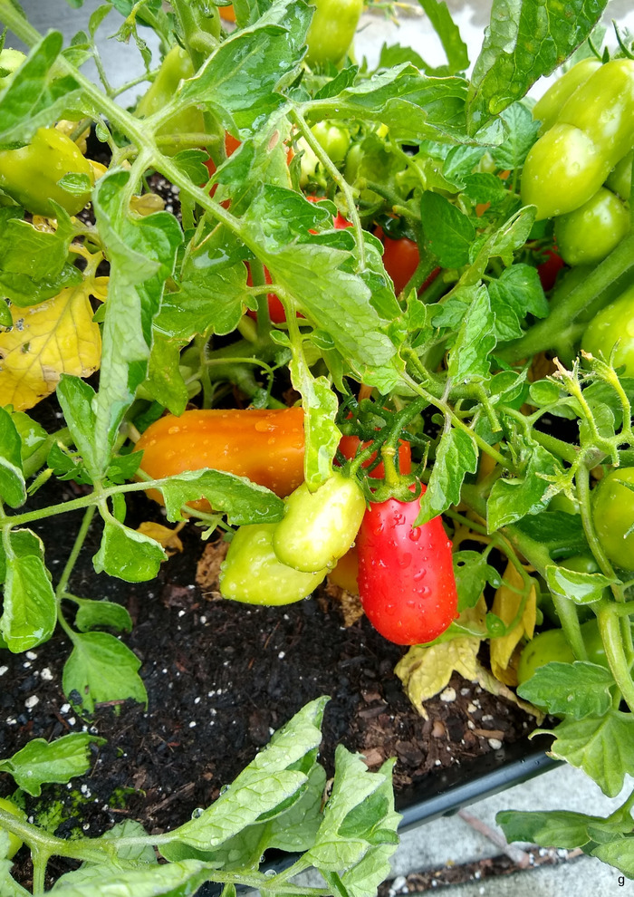 Atelier de jardinage – Jardiniers de Villeneuve d’Ascq