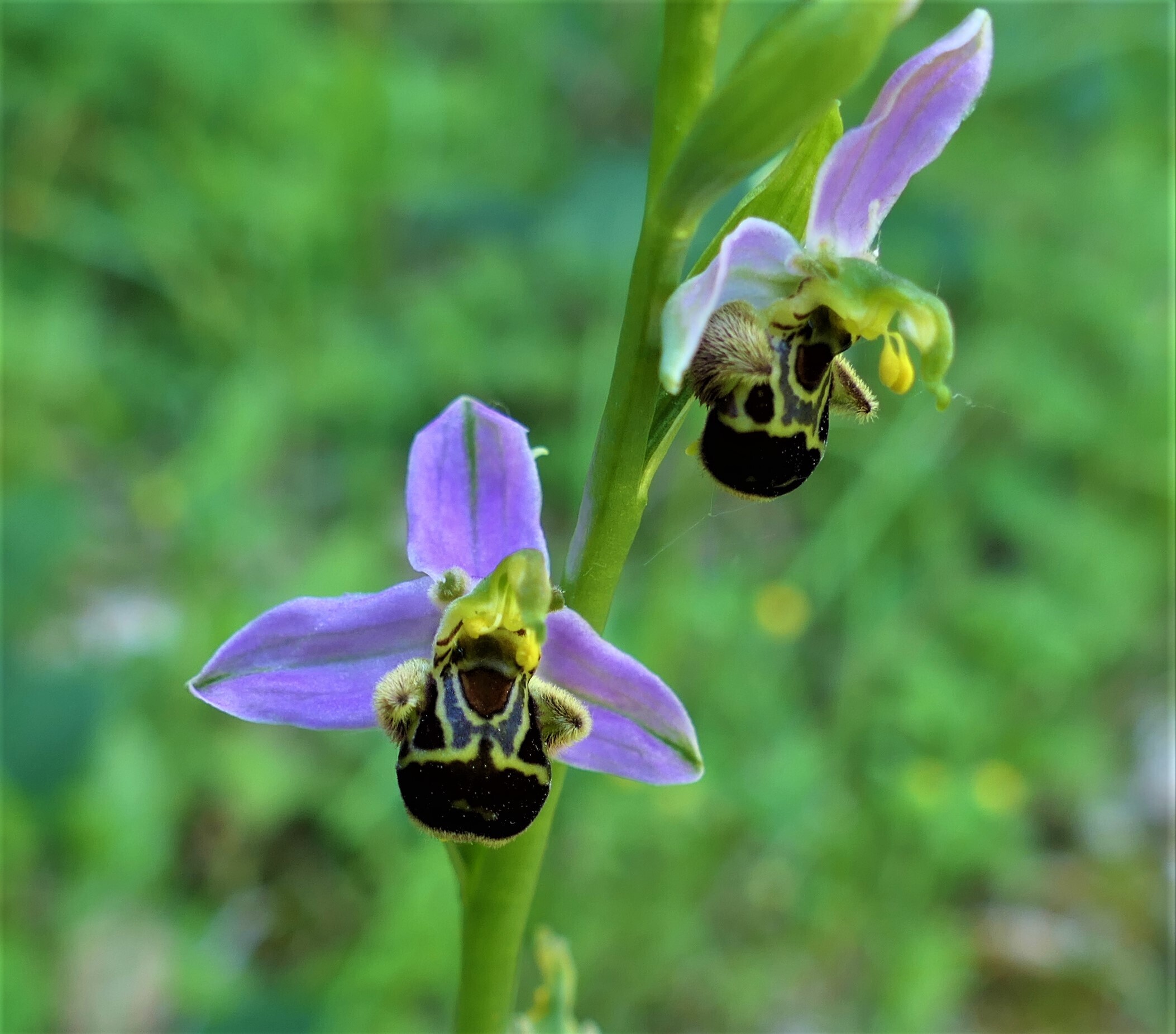 Orchidées sauvages