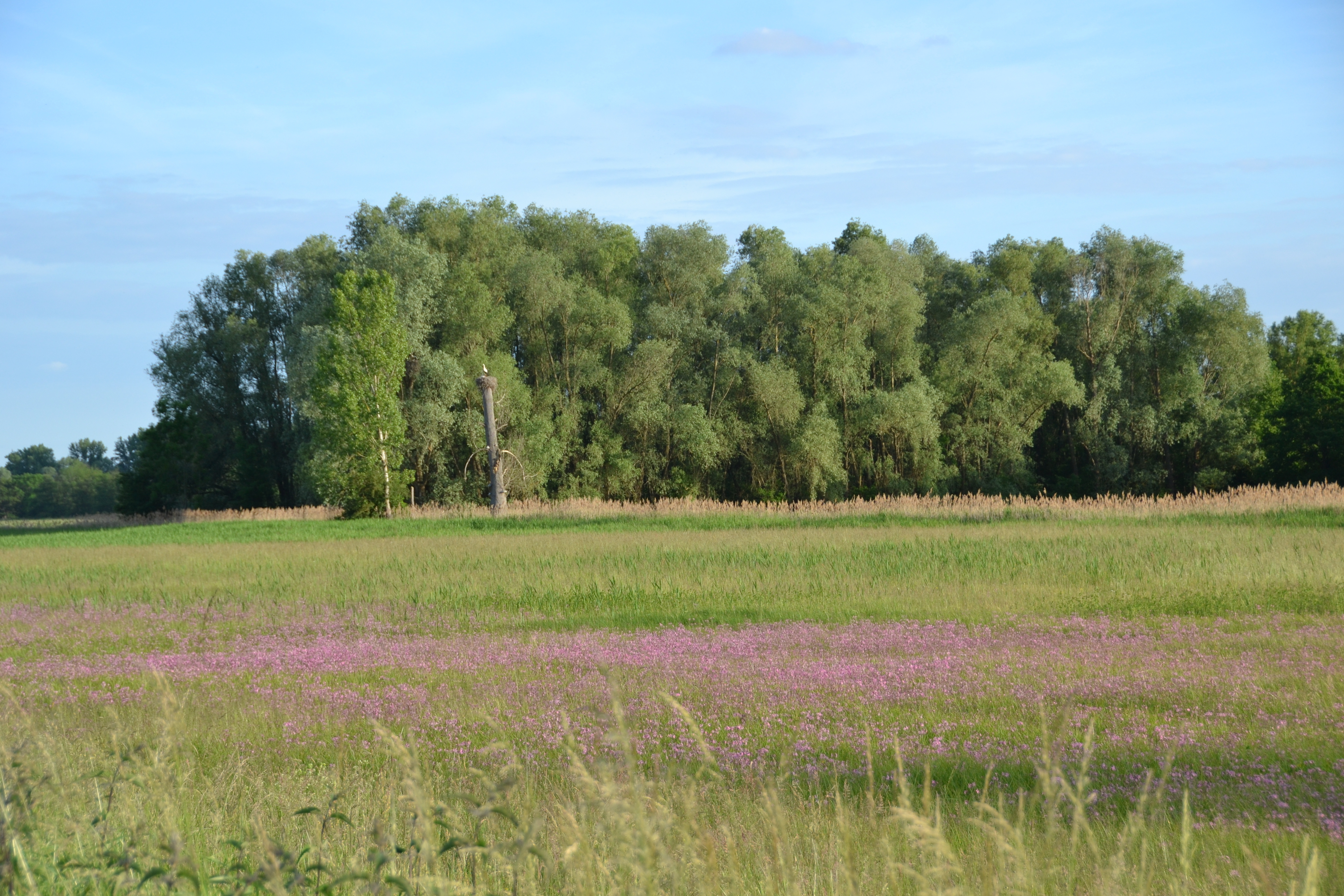 Orchidées en voyage
