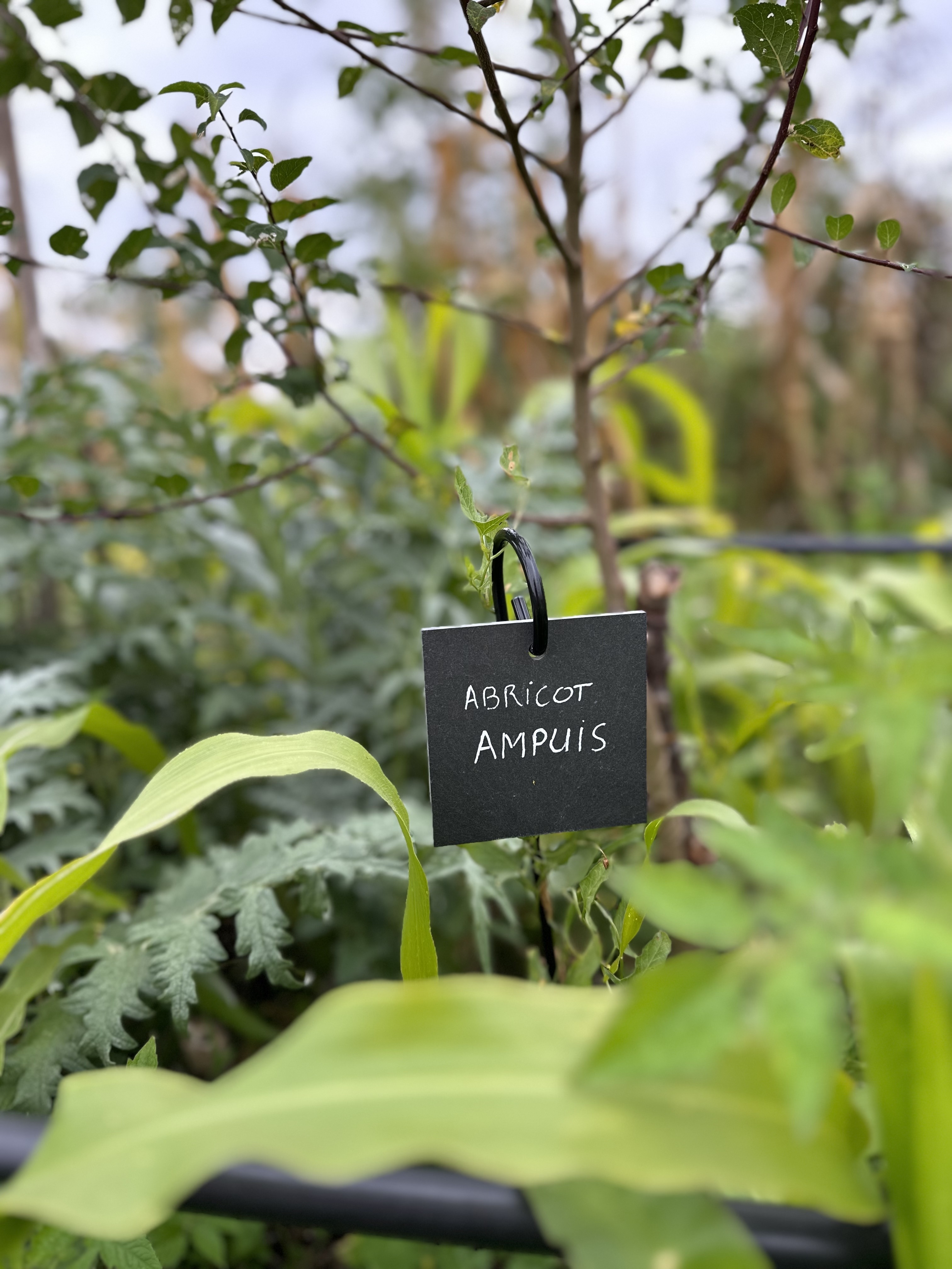 Visite du Jardin-Forêt