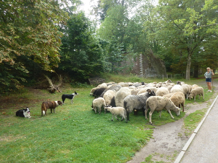 Tous ensemble pour le bien être animal