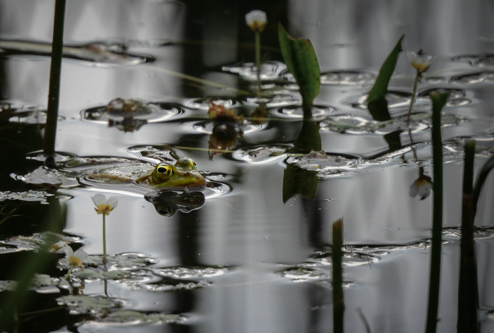 Naturalistic walk: life in the water