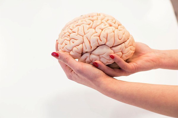 Cerveau quiz
