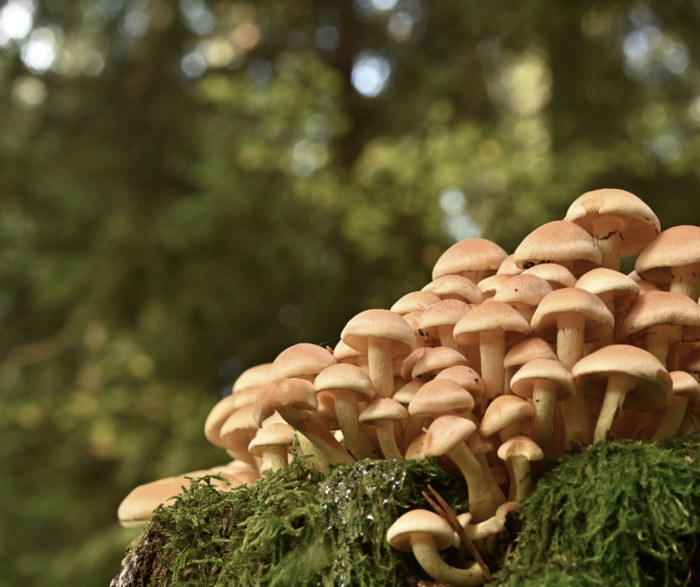 Ateliers et formations – Les champignons