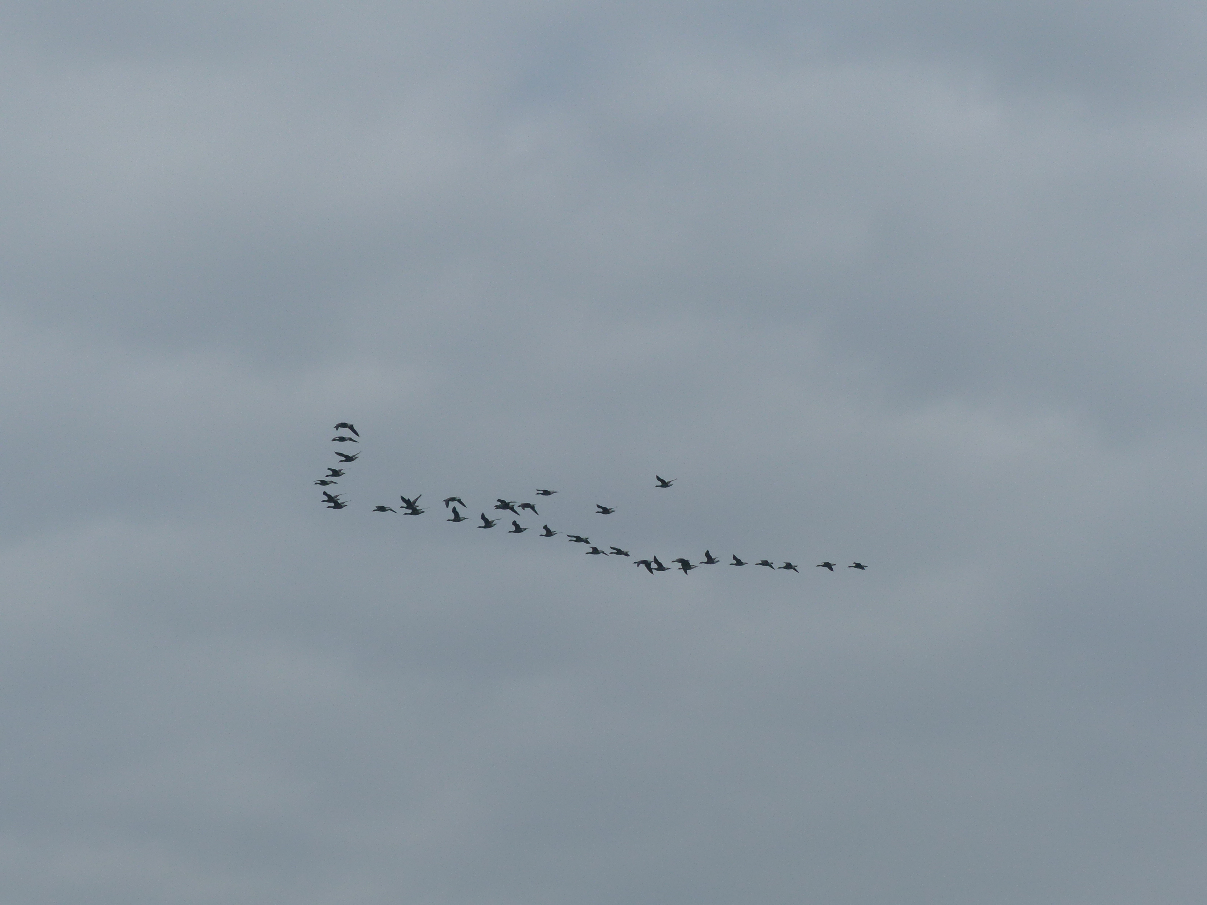 OUISTREHAM/14 : animation GONm