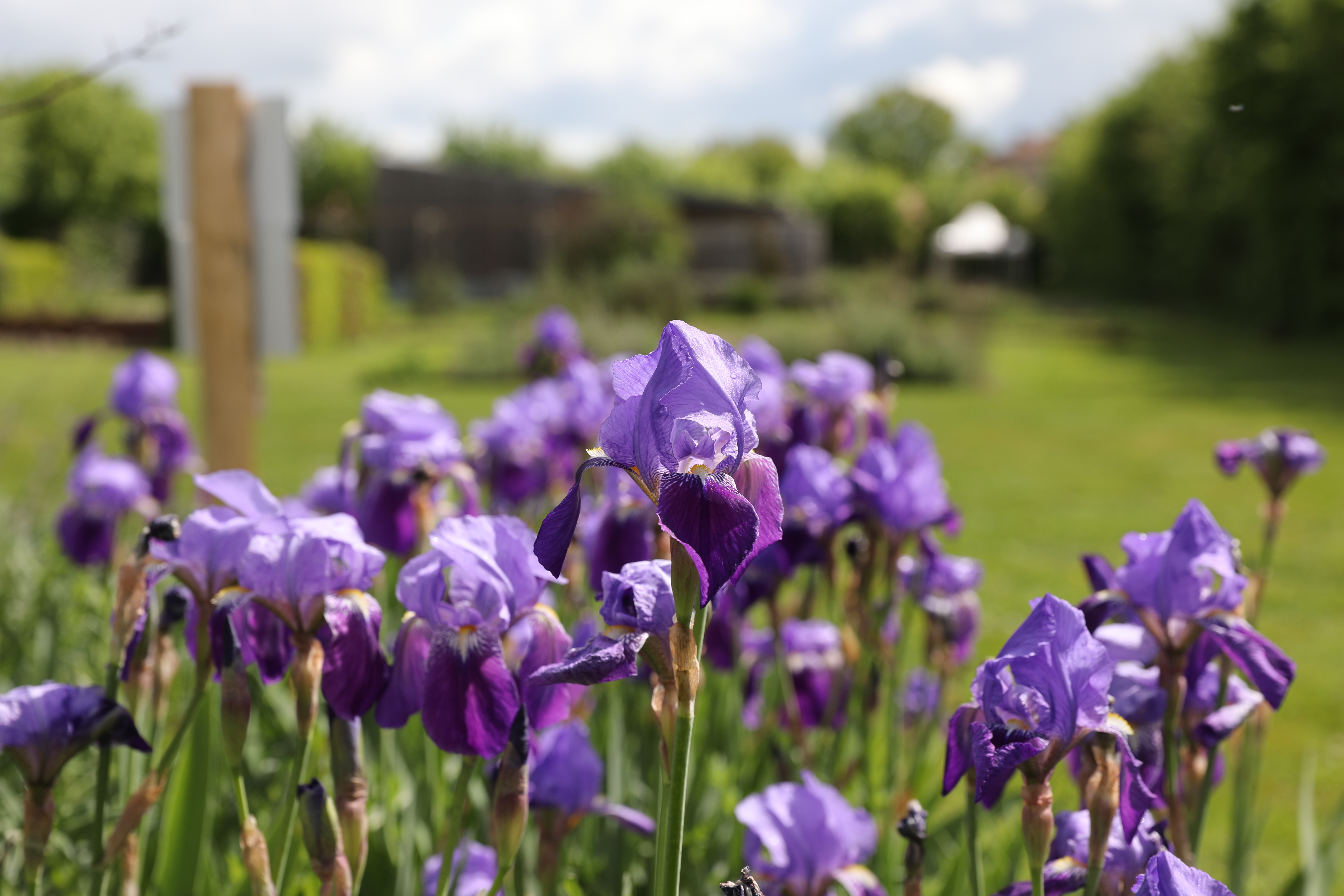 Visite du jardin de Pline l'Ancien
