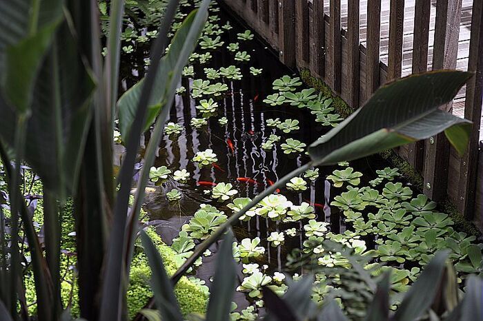 Les serres du jardin botanique