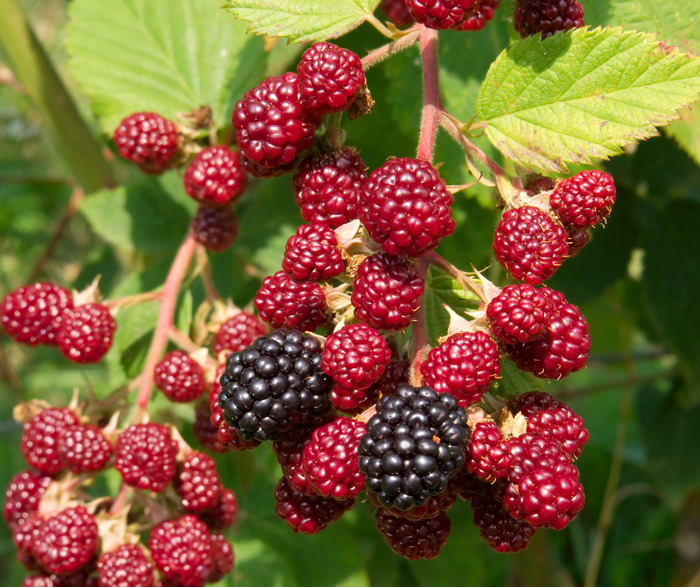 Workshop Pruning small fruit trees