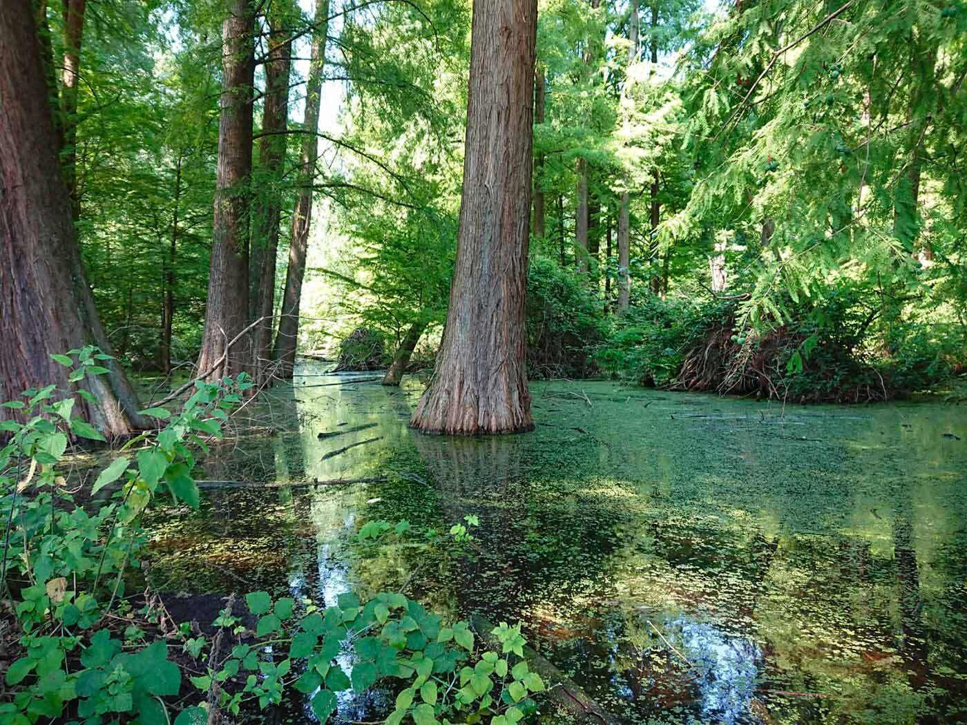 Chasse aux trésors des Taxodes