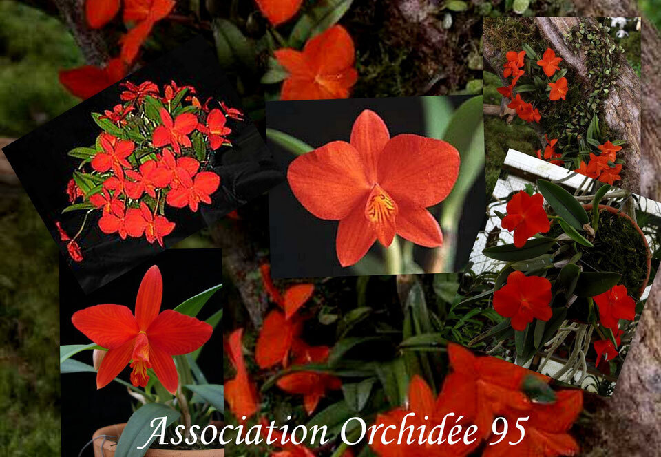 Atelier Orchidées 95