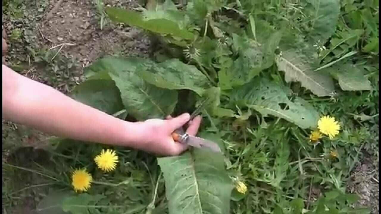 DERNIÈRES PLACES | Nature comestible