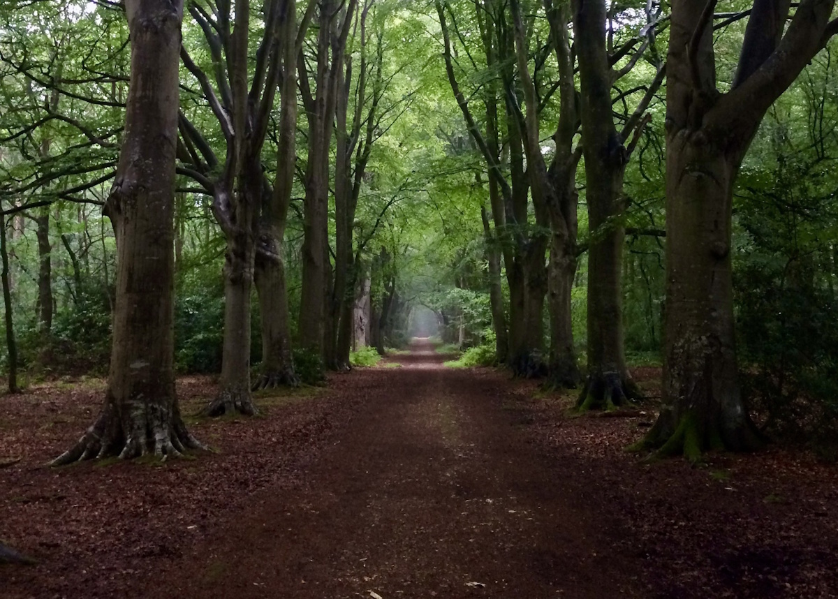 Randonnée crépusculaire au bois du Breuil