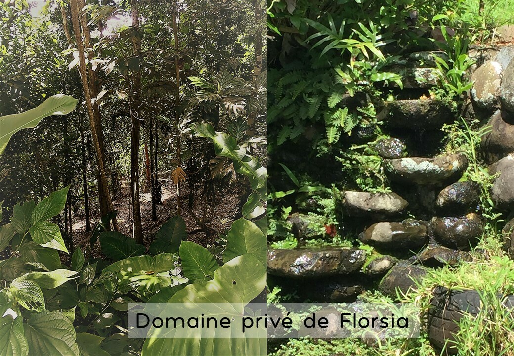 Au coeur de l'agroforesterie