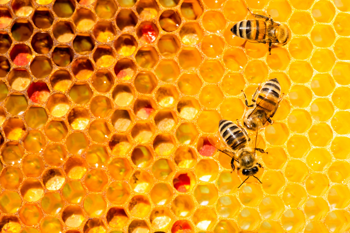 De l'apiculture au Forum des Sciences