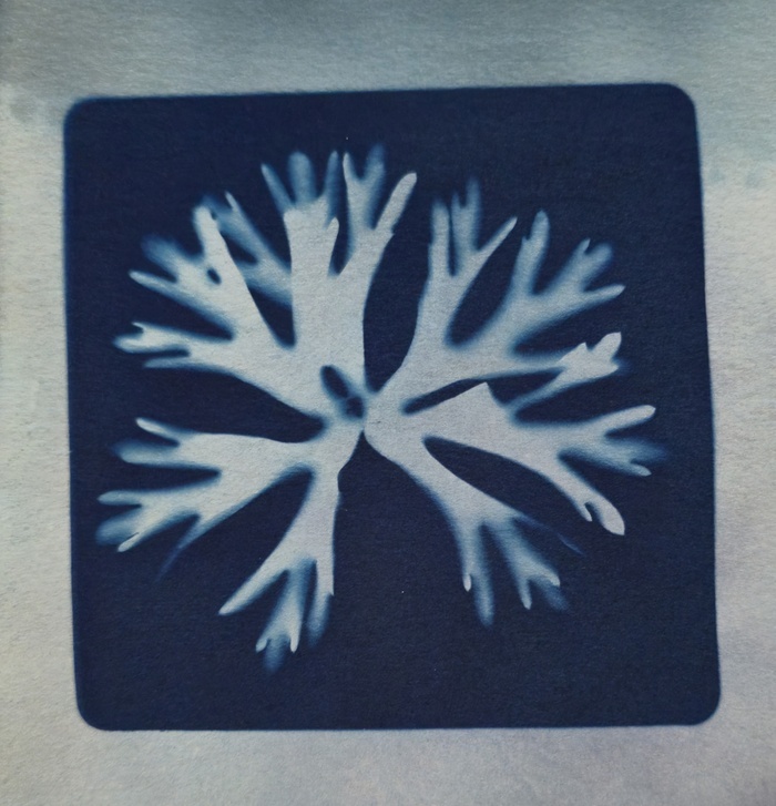 Cyanotypes et empreintes végétales