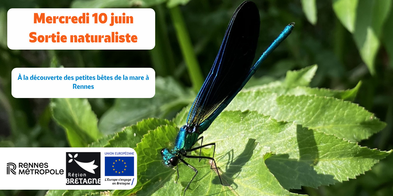 À la découverte des petites bêtes de la mare aux Prairies Saint-Martin à Rennes