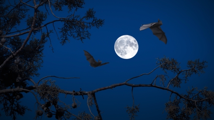 À l’écoute des chauves-souris : une aventure nocturne