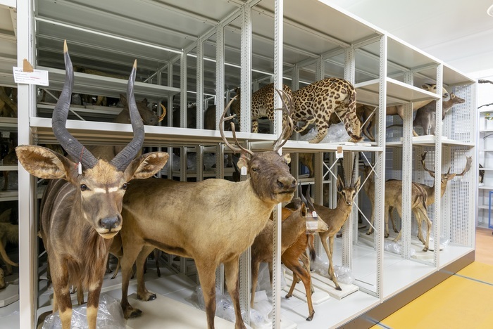 Visites du Centre de Conservation des Collections du Muséum de Bordeaux – sciences et nature