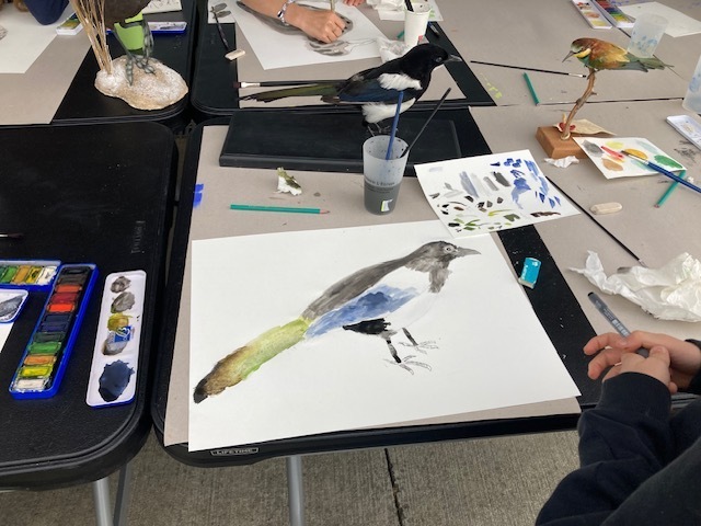 Atelier de dessin naturaliste au Muséum de Toulouse