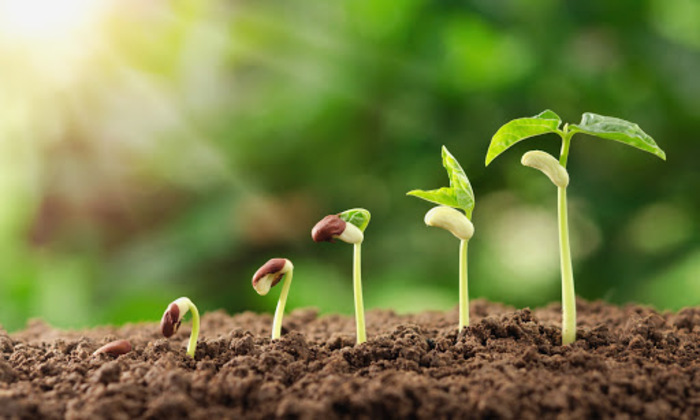 Lancement de la grainothèque