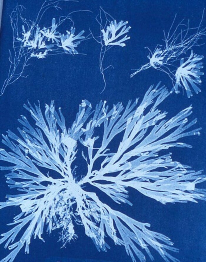Atelier de cyanotype