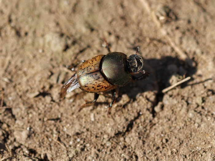 Dung beetles and eco-grazing