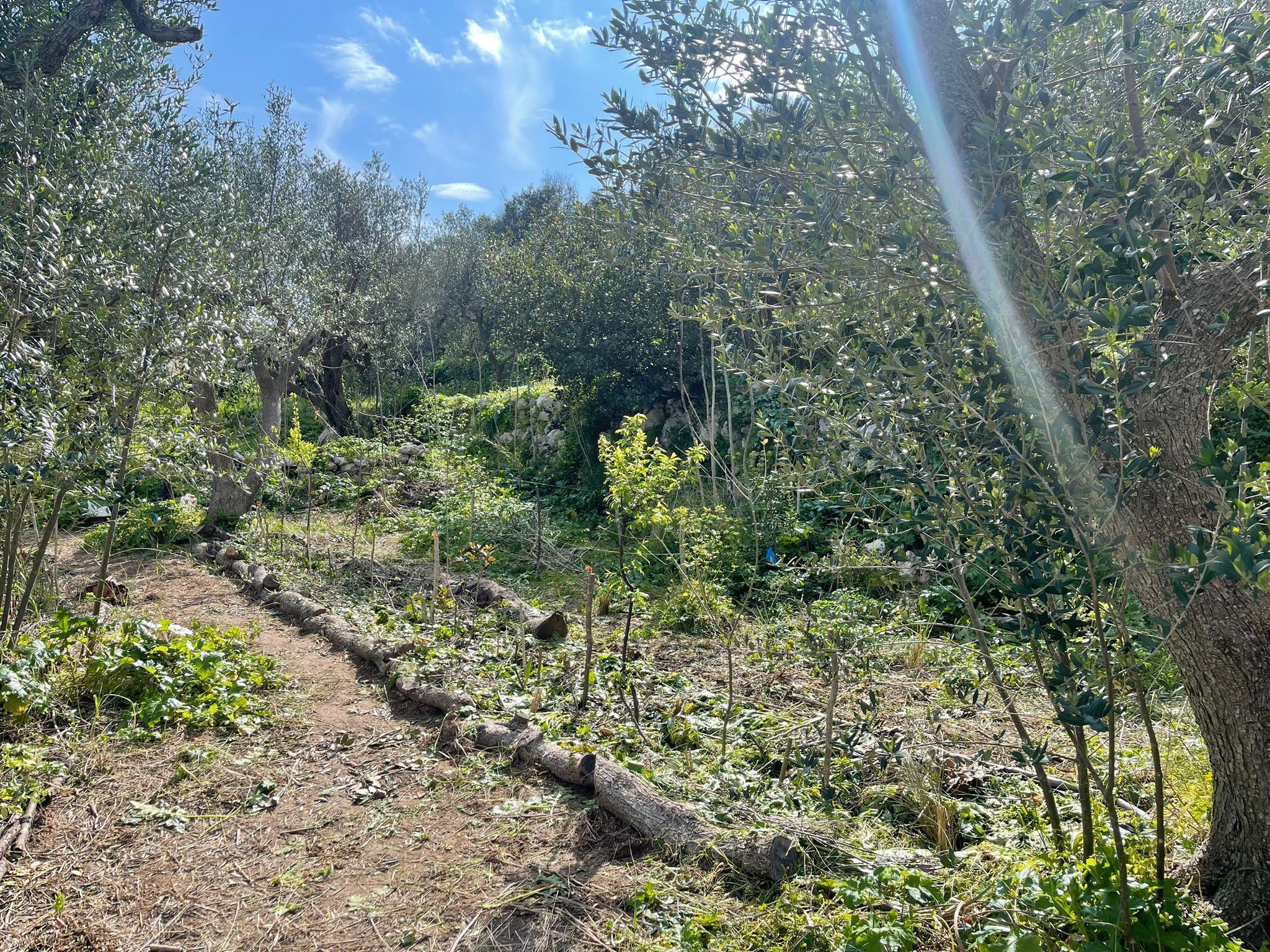 Verde generativo : visite des jardins d’Acànto