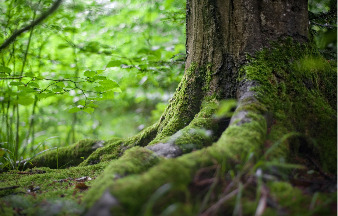 Bain de forêt
