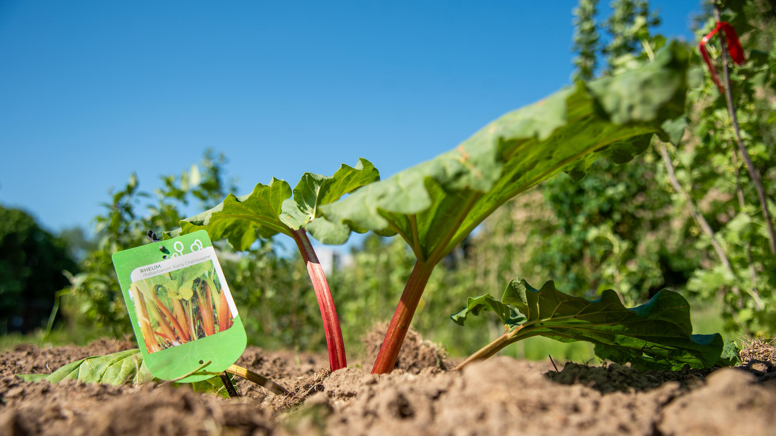 Paroles de jardiniers avec les jardiniers de Villeneuve d'Ascq