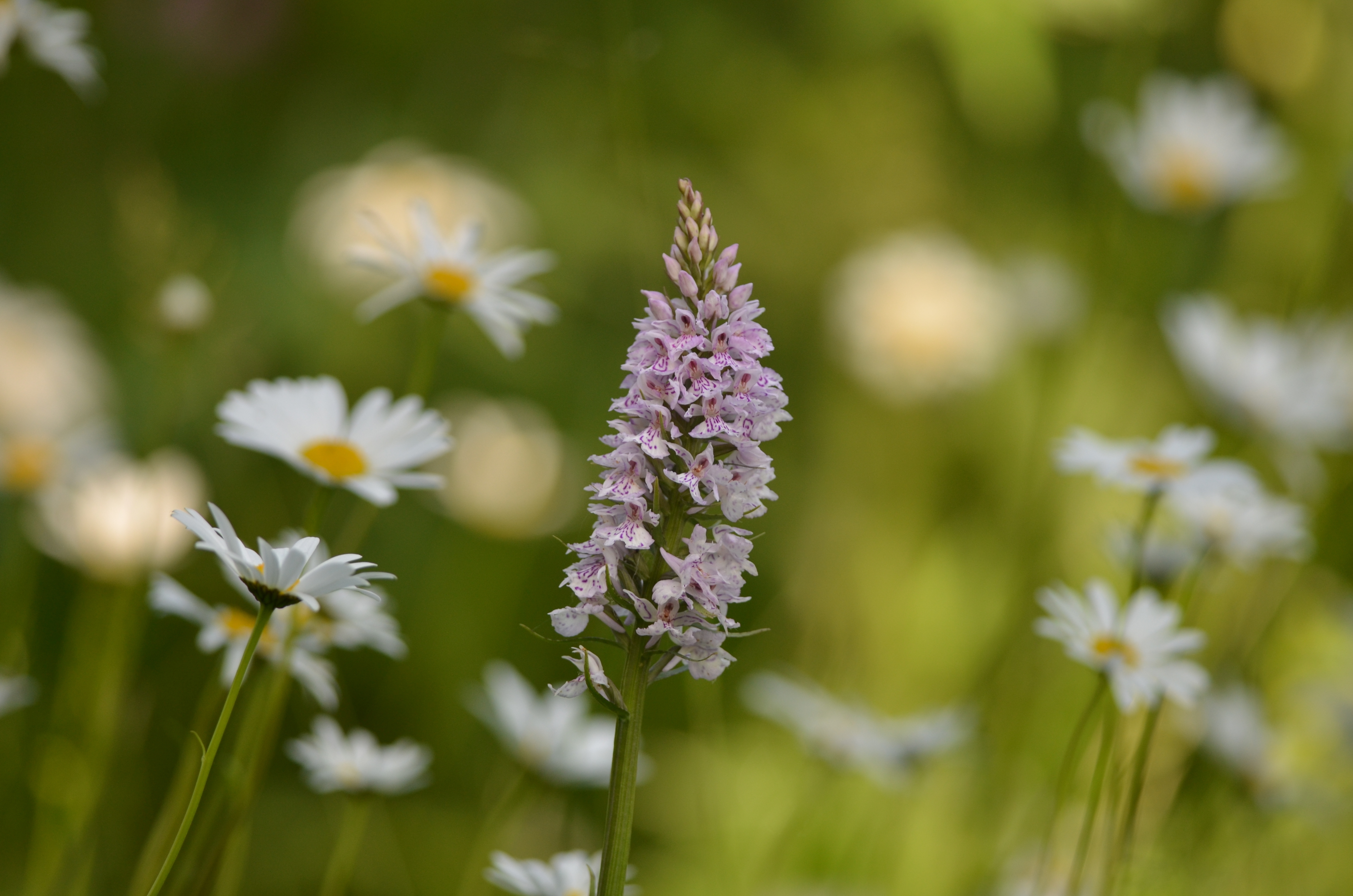 Balade naturaliste : des plantes qui ont tout pour plaire