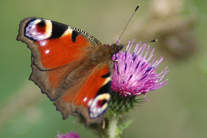 Balade naturaliste : concours d’illusion chez les Papillons